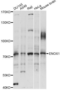 ENOX1 / CNOX Antibody - Western blot analysis of extracts of various cell lines, using ENOX1 antibody at 1:1000 dilution. The secondary antibody used was an HRP Goat Anti-Rabbit IgG (H+L) at 1:10000 dilution. Lysates were loaded 25ug per lane and 3% nonfat dry milk in TBST was used for blocking. An ECL Kit was used for detection and the exposure time was 5s.