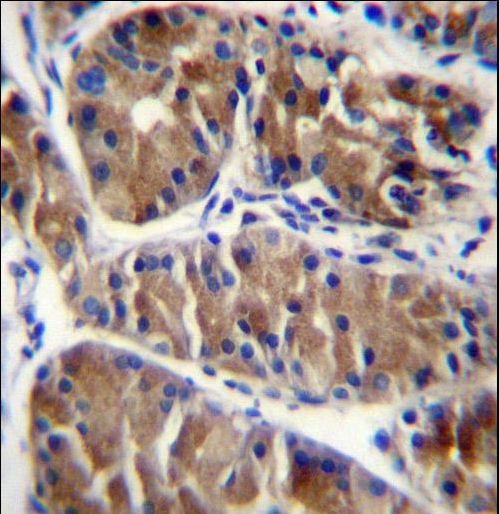 ENOX2 Antibody - ENOX2 Antibody immunohistochemistry of formalin-fixed and paraffin-embedded human stomach tissue followed by peroxidase-conjugated secondary antibody and DAB staining.
