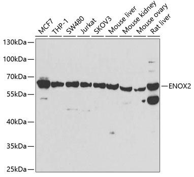 ENOX2 Antibody - Western blot analysis of extracts of various cell lines using ENOX2 Polyclonal Antibody at dilution of 1:1000.