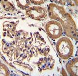 ENPEP / Aminopeptidase A Antibody - ENPEP Antibody immunohistochemistry of formalin-fixed and paraffin-embedded human kidney tissue followed by peroxidase-conjugated secondary antibody and DAB staining.