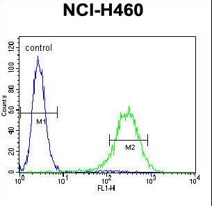 ENPEP / Aminopeptidase A Antibody - ENPEP Antibody flow cytometry of NCI-H460 cells (right histogram) compared to a negative control cell (left histogram). FITC-conjugated goat-anti-rabbit secondary antibodies were used for the analysis.