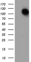 ENPEP / Aminopeptidase A Antibody - HEK293T cells were transfected with the pCMV6-ENTRY control (Left lane) or pCMV6-ENTRY ENPEP (Right lane) cDNA for 48 hrs and lysed. Equivalent amounts of cell lysates (5 ug per lane) were separated by SDS-PAGE and immunoblotted with anti-ENPEP.