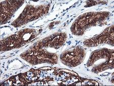 ENPEP / Aminopeptidase A Antibody - IHC of paraffin-embedded Human Kidney tissue using anti-ENPEP mouse monoclonal antibody.