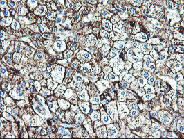 ENPEP / Aminopeptidase A Antibody - IHC of paraffin-embedded Human liver tissue using anti-ENPEP mouse monoclonal antibody.