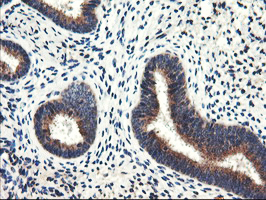 ENPEP / Aminopeptidase A Antibody - IHC of paraffin-embedded Human endometrium tissue using anti-ENPEP mouse monoclonal antibody.