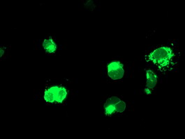 ENPEP / Aminopeptidase A Antibody - Anti-ENPEP mouse monoclonal antibody immunofluorescent staining of COS7 cells transiently transfected by pCMV6-ENTRY ENPEP.