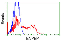 ENPEP / Aminopeptidase A Antibody - HEK293T cells transfected with either overexpress plasmid (Red) or empty vector control plasmid (Blue) were immunostained by anti-ENPEP antibody, and then analyzed by flow cytometry.