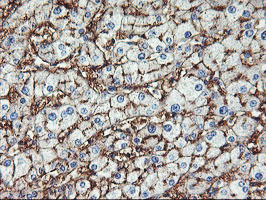 ENPEP / Aminopeptidase A Antibody - IHC of paraffin-embedded Human liver tissue using anti-ENPEP mouse monoclonal antibody.