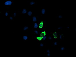 ENPEP / Aminopeptidase A Antibody - Anti-ENPEP mouse monoclonal antibody immunofluorescent staining of COS7 cells transiently transfected by pCMV6-ENTRY ENPEP.