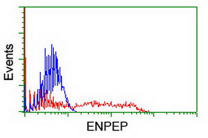 ENPEP / Aminopeptidase A Antibody - HEK293T cells transfected with either overexpress plasmid (Red) or empty vector control plasmid (Blue) were immunostained by anti-ENPEP antibody, and then analyzed by flow cytometry.