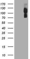 ENPEP / Aminopeptidase A Antibody - HEK293T cells were transfected with the pCMV6-ENTRY control (Left lane) or pCMV6-ENTRY ENPEP (Right lane) cDNA for 48 hrs and lysed. Equivalent amounts of cell lysates (5 ug per lane) were separated by SDS-PAGE and immunoblotted with anti-ENPEP.