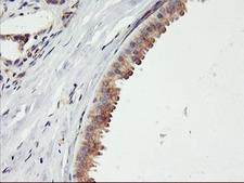 ENPEP / Aminopeptidase A Antibody - IHC of paraffin-embedded Human breast tissue using anti-ENPEP mouse monoclonal antibody. (Heat-induced epitope retrieval by 10mM citric buffer, pH6.0, 100C for 10min).