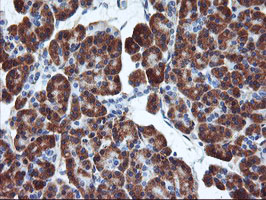 ENPEP / Aminopeptidase A Antibody - IHC of paraffin-embedded Human pancreas tissue using anti-ENPEP mouse monoclonal antibody. (Heat-induced epitope retrieval by 10mM citric buffer, pH6.0, 100C for 10min).