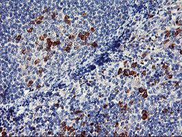 ENPEP / Aminopeptidase A Antibody - IHC of paraffin-embedded Human tonsil using anti-ENPEP mouse monoclonal antibody. (Heat-induced epitope retrieval by 10mM citric buffer, pH6.0, 100C for 10min).