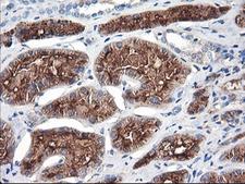 ENPEP / Aminopeptidase A Antibody - IHC of paraffin-embedded Human Kidney tissue using anti-ENPEP mouse monoclonal antibody. (Heat-induced epitope retrieval by 10mM citric buffer, pH6.0, 100C for 10min).