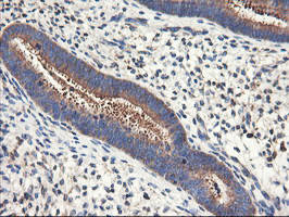 ENPEP / Aminopeptidase A Antibody - IHC of paraffin-embedded Human endometrium tissue using anti-ENPEP mouse monoclonal antibody. (Heat-induced epitope retrieval by 10mM citric buffer, pH6.0, 100C for 10min).