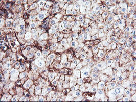 ENPEP / Aminopeptidase A Antibody - IHC of paraffin-embedded Human liver tissue using anti-ENPEP mouse monoclonal antibody. (Heat-induced epitope retrieval by 10mM citric buffer, pH6.0, 100C for 10min).