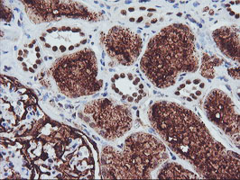 ENPEP / Aminopeptidase A Antibody - IHC of paraffin-embedded Human Kidney tissue using anti-ENPEP mouse monoclonal antibody. (Heat-induced epitope retrieval by 10mM citric buffer, pH6.0, 100C for 10min).