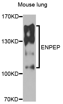 ENPEP / Aminopeptidase A Antibody - Western blot analysis of extracts of mouse lung.