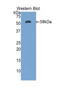 ENPP1 Antibody - Western blot of recombinant ENPP1 / PC1.  This image was taken for the unconjugated form of this product. Other forms have not been tested.