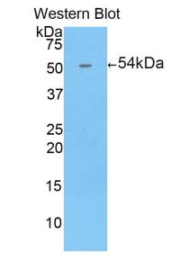 ENPP1 Antibody - Western blot of recombinant ENPP1 / PC1.  This image was taken for the unconjugated form of this product. Other forms have not been tested.