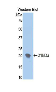 ENPP1 Antibody - Western blot of recombinant ENPP1 / PC1.  This image was taken for the unconjugated form of this product. Other forms have not been tested.