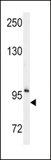 ENPP2 / Autotaxin Antibody - Western blot of anti-ENPP2 Antibody (Center K416) in mouse cerebellum tissue lysates (35 ug/lane). ENPP2(arrow) was detected using the purified antibody.