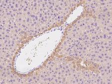 ENPP2 / Autotaxin Antibody - Immunochemical staining of mouse ENPP2 in mouse liver with rabbit polyclonal antibody at 1:300 dilution, formalin-fixed paraffin embedded sections.