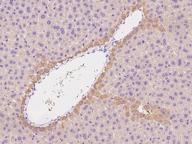 ENPP2 / Autotaxin Antibody - Immunochemical staining of mouse ENPP2 in mouse liver with rabbit polyclonal antibody at 1:300 dilution, formalin-fixed paraffin embedded sections.