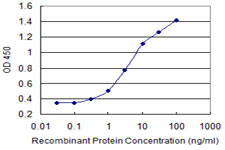 ENPP3 / CD203c Antibody - Detection limit for recombinant GST tagged ENPP3 is 0.1 ng/ml as a capture antibody.