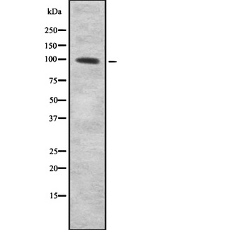 ENPP3 / CD203c Antibody - Western blot analysis of CD203c using 293 whole cells lysates