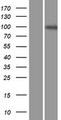ENPP3 / CD203c Protein - Western validation with an anti-DDK antibody * L: Control HEK293 lysate R: Over-expression lysate