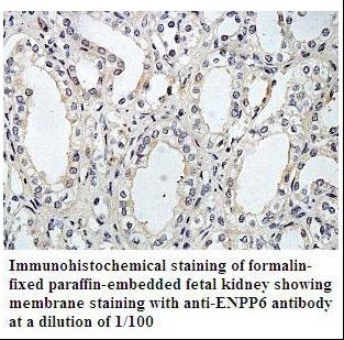 ENPP6 Antibody