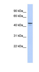 ENPP6 Antibody - ENPP6 antibody Western blot of 721_B cell lysate. This image was taken for the unconjugated form of this product. Other forms have not been tested.