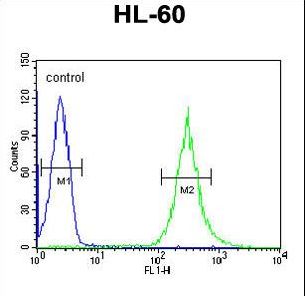 ENPP7 Antibody - ENPP7 Antibody flow cytometry of HL-60 cells (right histogram) compared to a negative control cell (left histogram). FITC-conjugated goat-anti-rabbit secondary antibodies were used for the analysis.