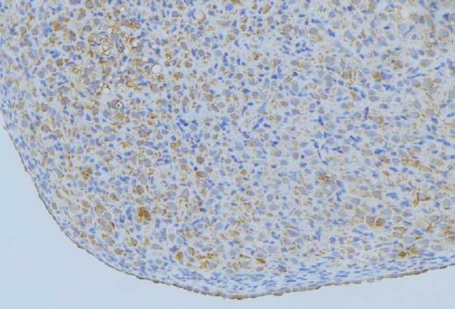 ENPP7 Antibody - 1:100 staining mouse liver tissue by IHC-P. The sample was formaldehyde fixed and a heat mediated antigen retrieval step in citrate buffer was performed. The sample was then blocked and incubated with the antibody for 1.5 hours at 22°C. An HRP conjugated goat anti-rabbit antibody was used as the secondary.