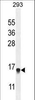 ENSA Antibody - ENSA Antibody western blot of 293 cell line lysates (35 ug/lane). The ENSA antibody detected the ENSA protein (arrow).