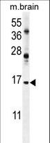 ENSA Antibody - ENSA Antibody western blot of mouse brain tissue lysates (35 ug/lane). The ENSA antibody detected the ENSA protein (arrow).