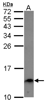 ENSA Antibody - Sample (30 ug of whole cell lysate) A: A549 15% SDS PAGE ENSA antibody diluted at 1:1000
