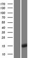 ENSA Protein - Western validation with an anti-DDK antibody * L: Control HEK293 lysate R: Over-expression lysate