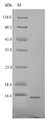 Shiga-like Toxin 1 Subunit B Protein - (Tris-Glycine gel) Discontinuous SDS-PAGE (reduced) with 5% enrichment gel and 15% separation gel.