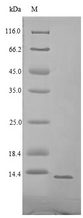 Shiga-like Toxin 1 Subunit B Protein - (Tris-Glycine gel) Discontinuous SDS-PAGE (reduced) with 5% enrichment gel and 15% separation gel.