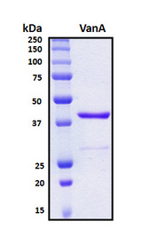 VanA Protein - SDS-PAGE under reducing conditions and visualized by Coomassie blue staining
