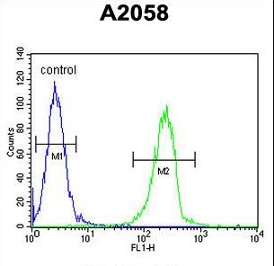 ENTHD1 Antibody - ENTHD1 Antibody flow cytometry of A2058 cells (right histogram) compared to a negative control cell (left histogram). FITC-conjugated goat-anti-rabbit secondary antibodies were used for the analysis.