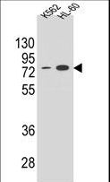 ENTPD3 Antibody - ENTPD3 Antibody western blot of K562 and HL-60 cell line lysates (35 ug/lane). The ENTPD3 antibody detected the ENTPD3 protein (arrow).
