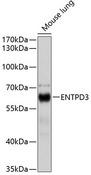 ENTPD3 Antibody - Western blot analysis of extracts of mouse lung using ENTPD3 Polyclonal Antibody at dilution of 1:1000.