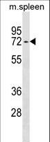 ENTPD4 / LALP70 Antibody - ENTPD4 Antibody western blot of mouse spleen tissue lysates (35 ug/lane). The ENTPD4 antibody detected the ENTPD4 protein (arrow).