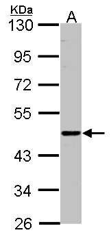 ENTPD6 Antibody - Sample (30 ug of whole cell lysate). A: H1299. 7.5% SDS PAGE. ENTPD6 antibody diluted at 1:500