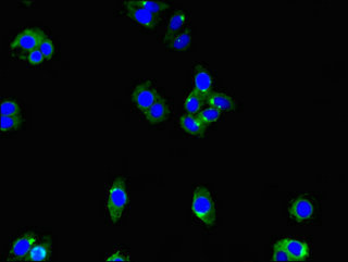 ENTPD8 Antibody - Immunofluorescent analysis of HepG2 cells using ENTPD8 Antibody at dilution of 1:100 and Alexa Fluor 488-congugated AffiniPure Goat Anti-Rabbit IgG(H+L)