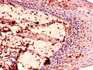 ENTPD8 Antibody - Immunohistochemistry of paraffin-embedded human tonsil tissue using ENTPD8 Antibody at dilution of 1:100